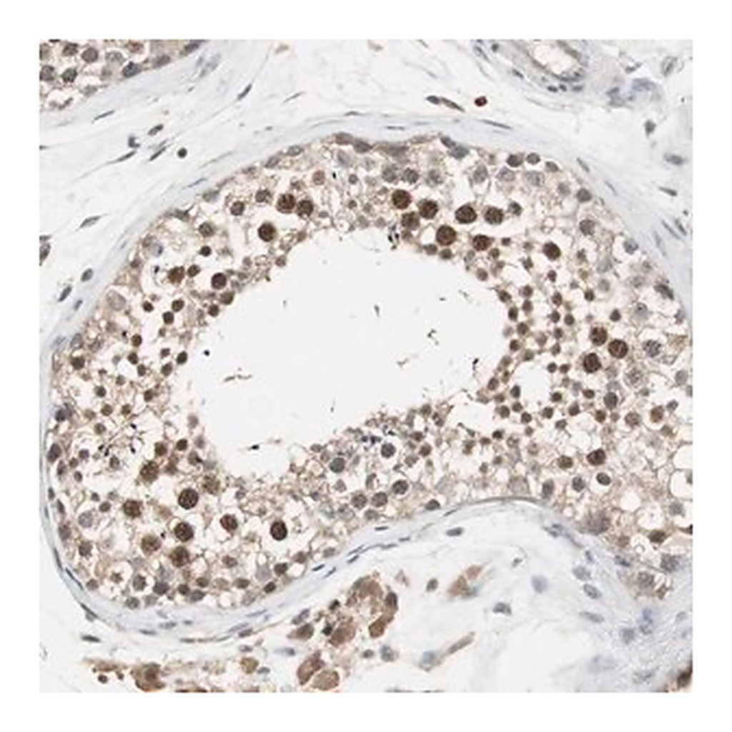 Merck Anti-ELOA antibody produced in rabbit