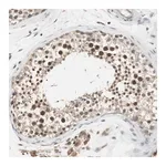 Merck Anti-ELOA antibody produced in rabbit
