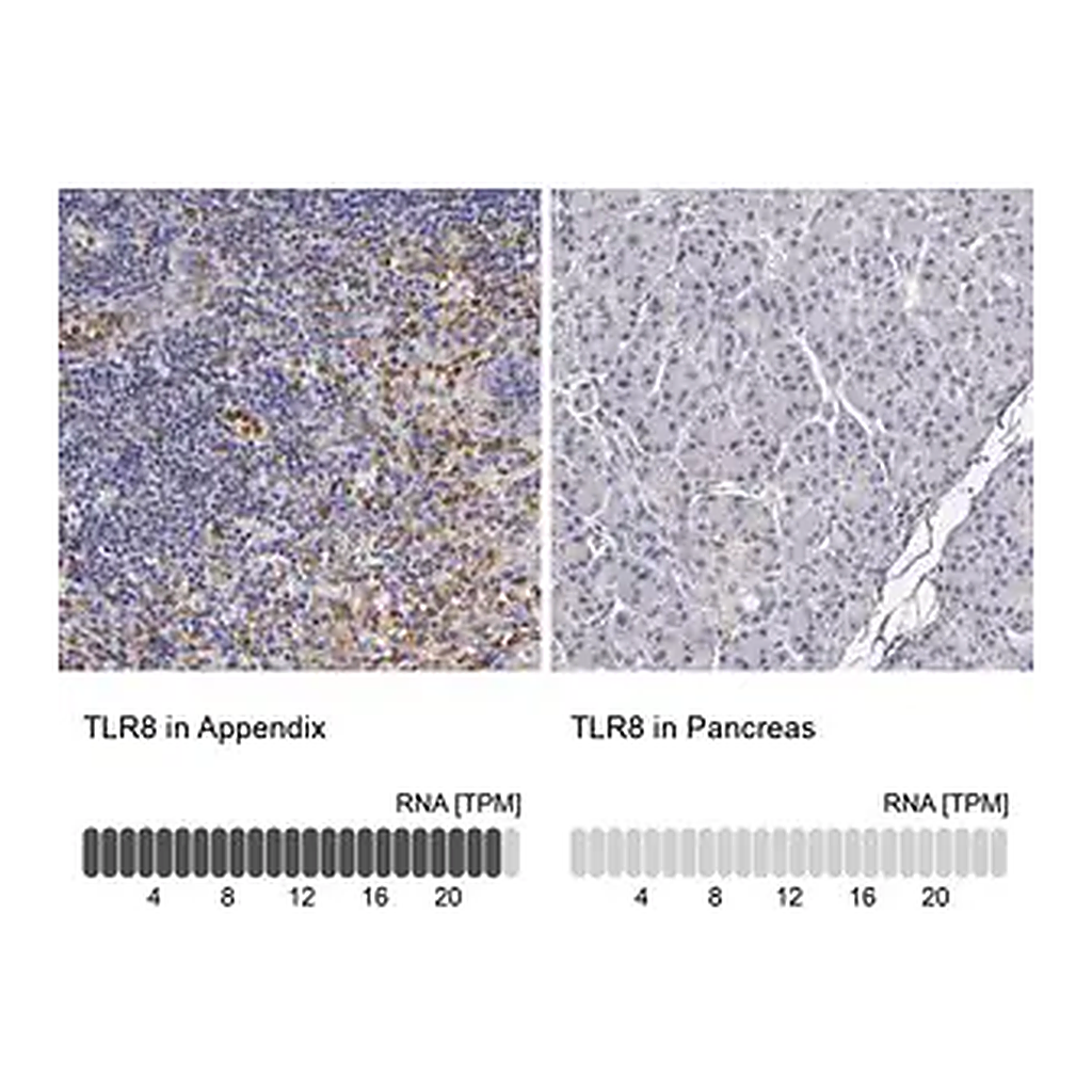 Merck Anti-TLR8 antibody produced in rabbit