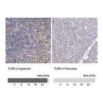 Merck Anti-TLR8 antibody produced in rabbit