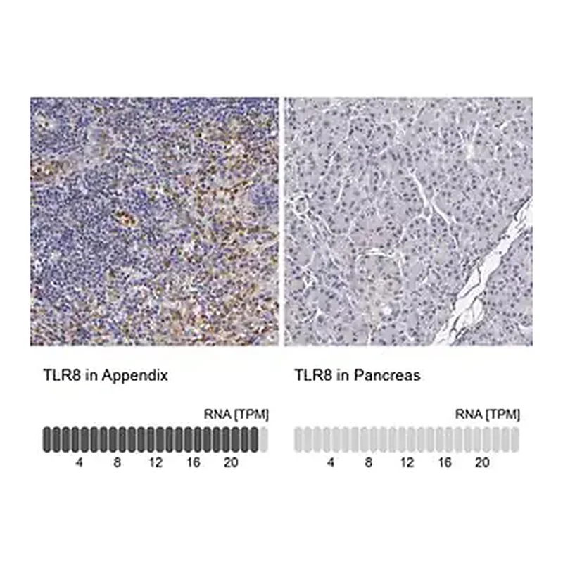 Merck Anti-TLR8 antibody produced in rabbit