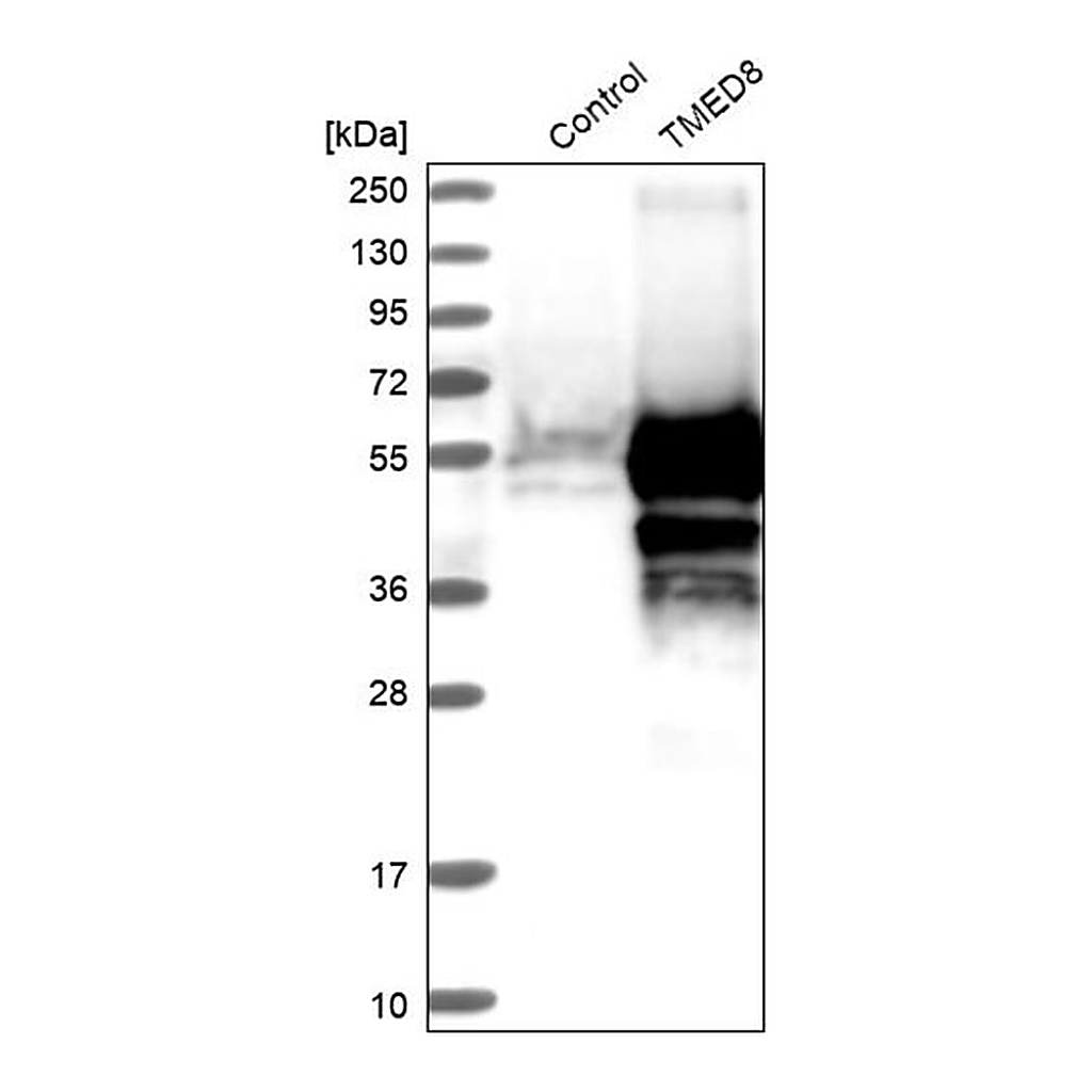 Merck Anti-TMED8 antibody produced in rabbit