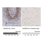 Merck Anti-TNFRSF13C antibody produced in rabbit