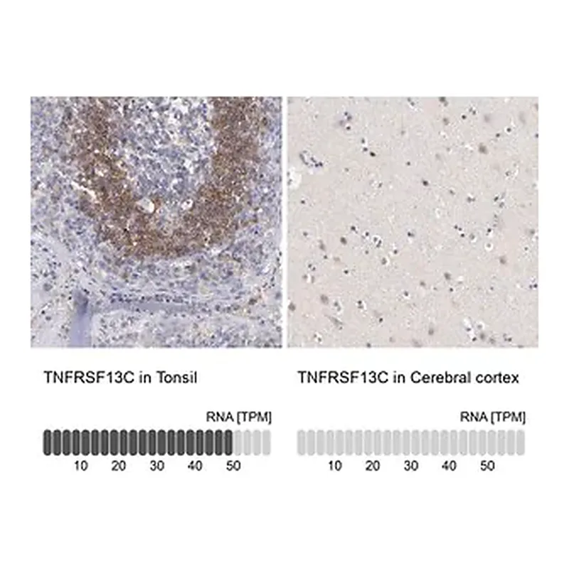 Merck Anti-TNFRSF13C antibody produced in rabbit
