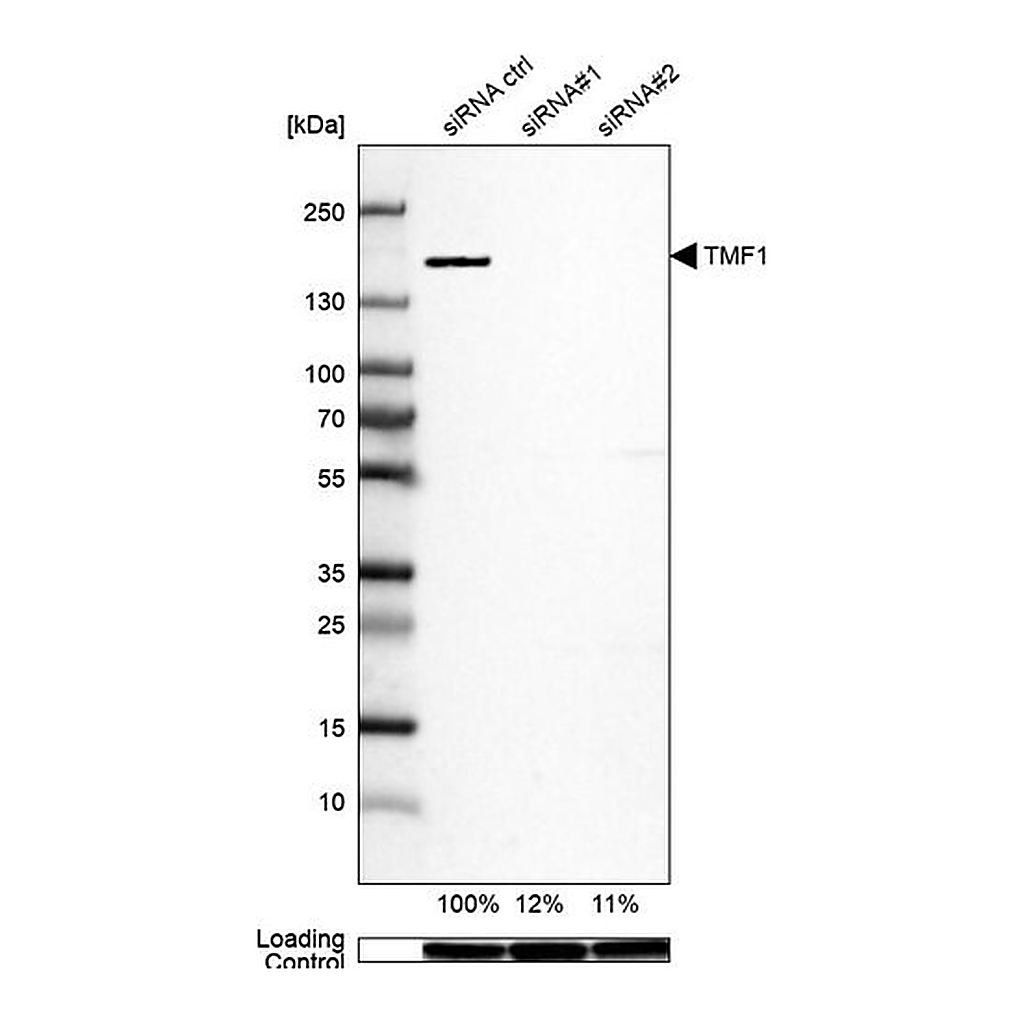 Merck Anti-TMF1 antibody produced in rabbit