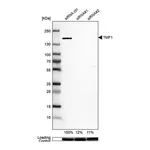 Merck Anti-TMF1 antibody produced in rabbit
