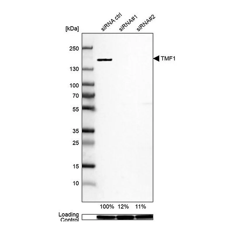 Merck Anti-TMF1 antibody produced in rabbit