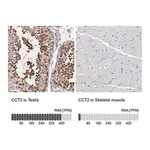Merck Anti-CCT2 antibody produced in rabbit