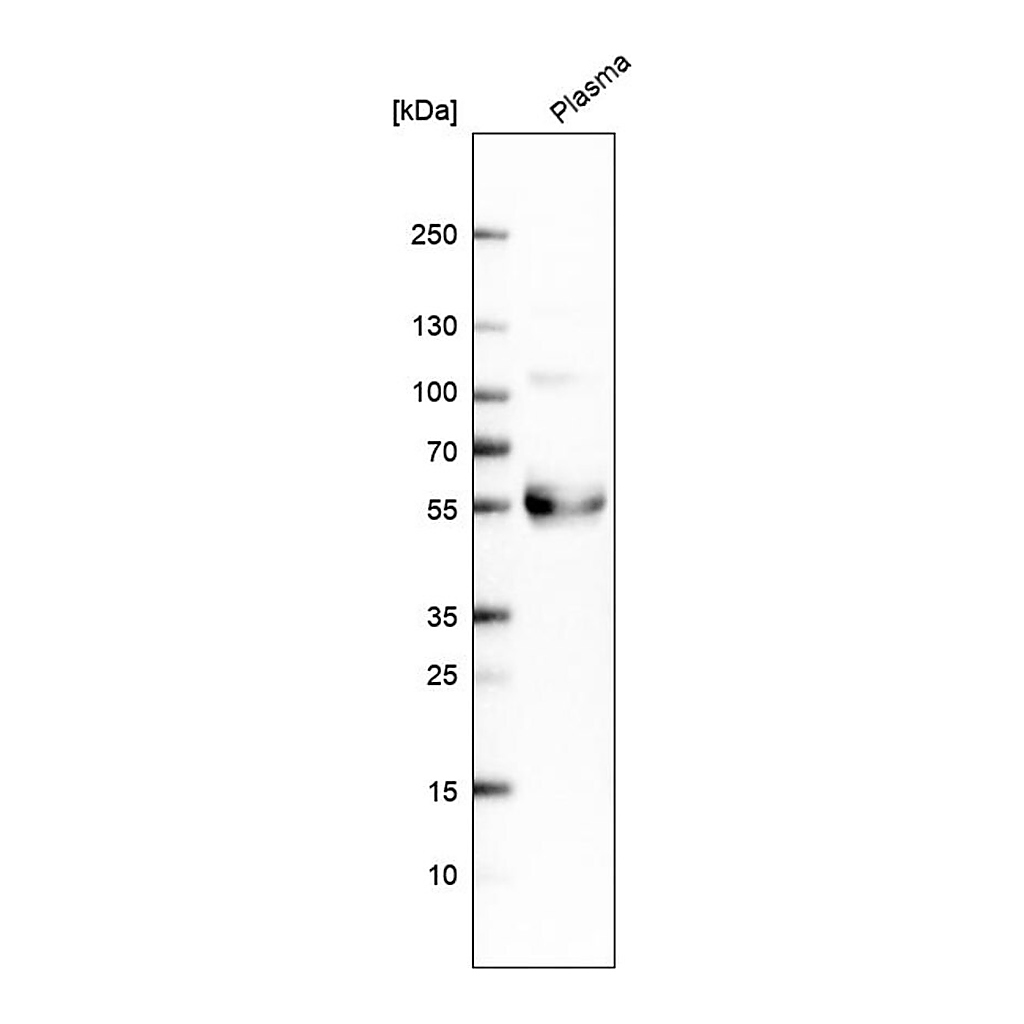 Merck Anti-TFPI antibody produced in rabbit