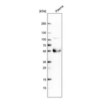 Merck Anti-TFPI antibody produced in rabbit
