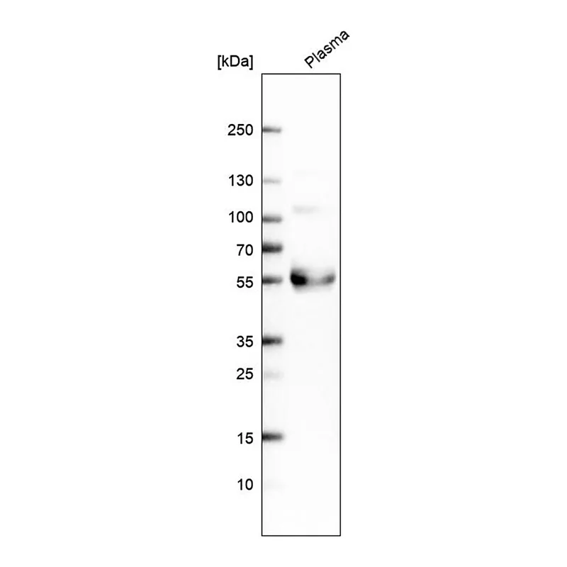 Merck Anti-TFPI antibody produced in rabbit