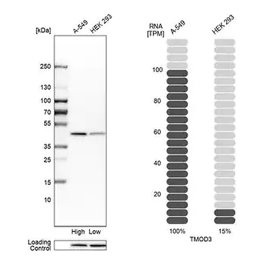 Merck Anti-TMOD3 antibody produced in rabbit