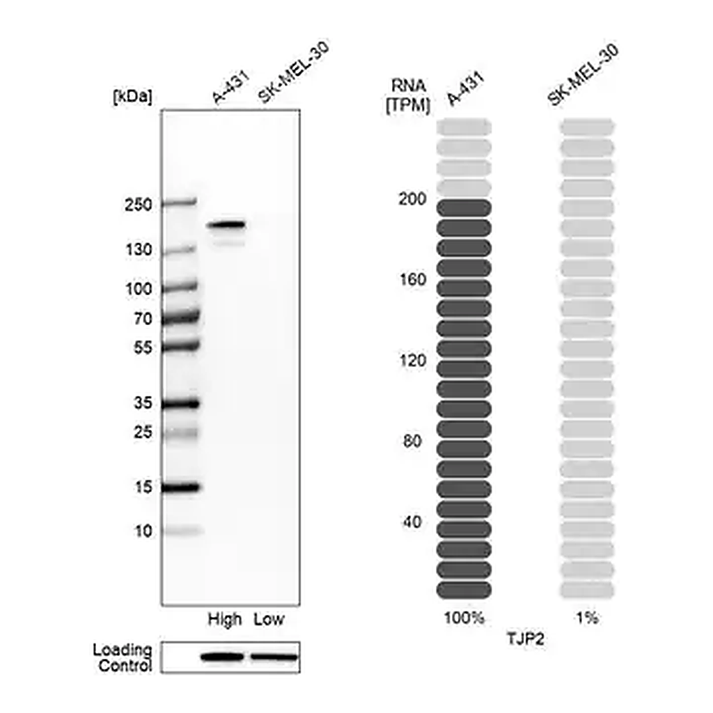 Merck Anti-TJP2 antibody produced in rabbit
