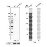 Merck Anti-TJP2 antibody produced in rabbit