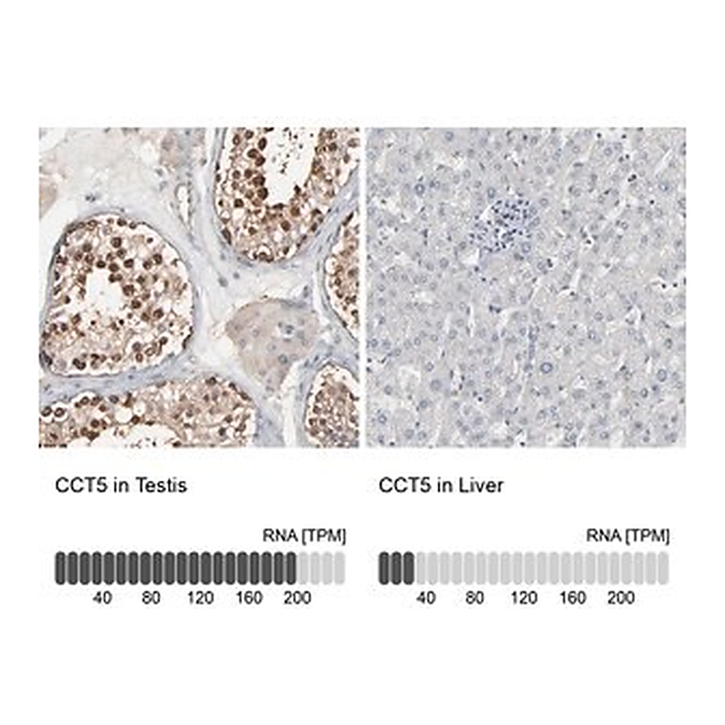 Merck Anti-CCT5 antibody produced in rabbit
