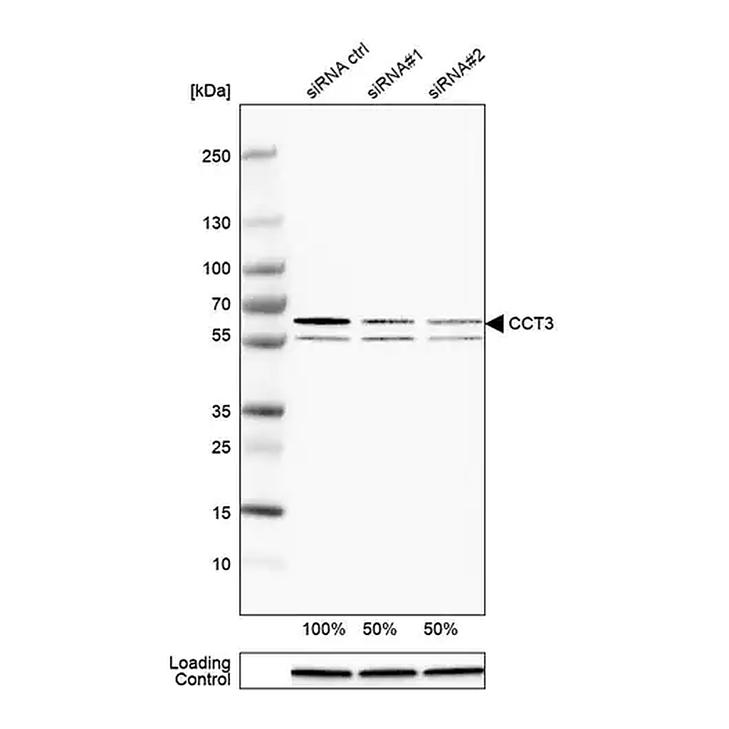 Merck Anti-CCT3 antibody produced in rabbit