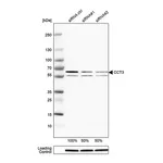Merck Anti-CCT3 antibody produced in rabbit