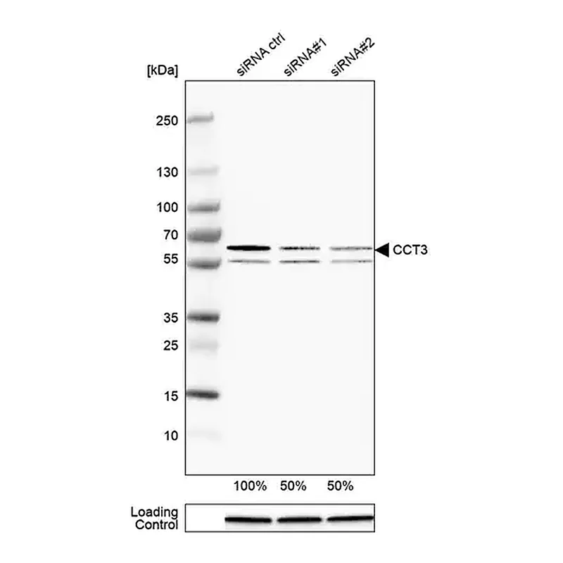 Merck Anti-CCT3 antibody produced in rabbit