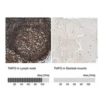 Merck Anti-TMPO antibody produced in rabbit