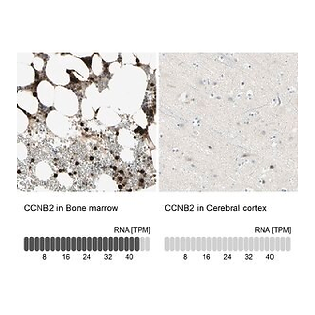 Merck Anti-CCNB2 antibody produced in rabbit