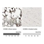 Merck Anti-CCNB2 antibody produced in rabbit