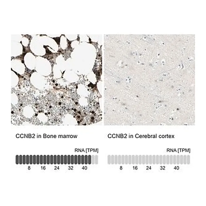 Merck Anti-CCNB2 antibody produced in rabbit