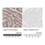 Merck Anti-CD2AP antibody produced in rabbit