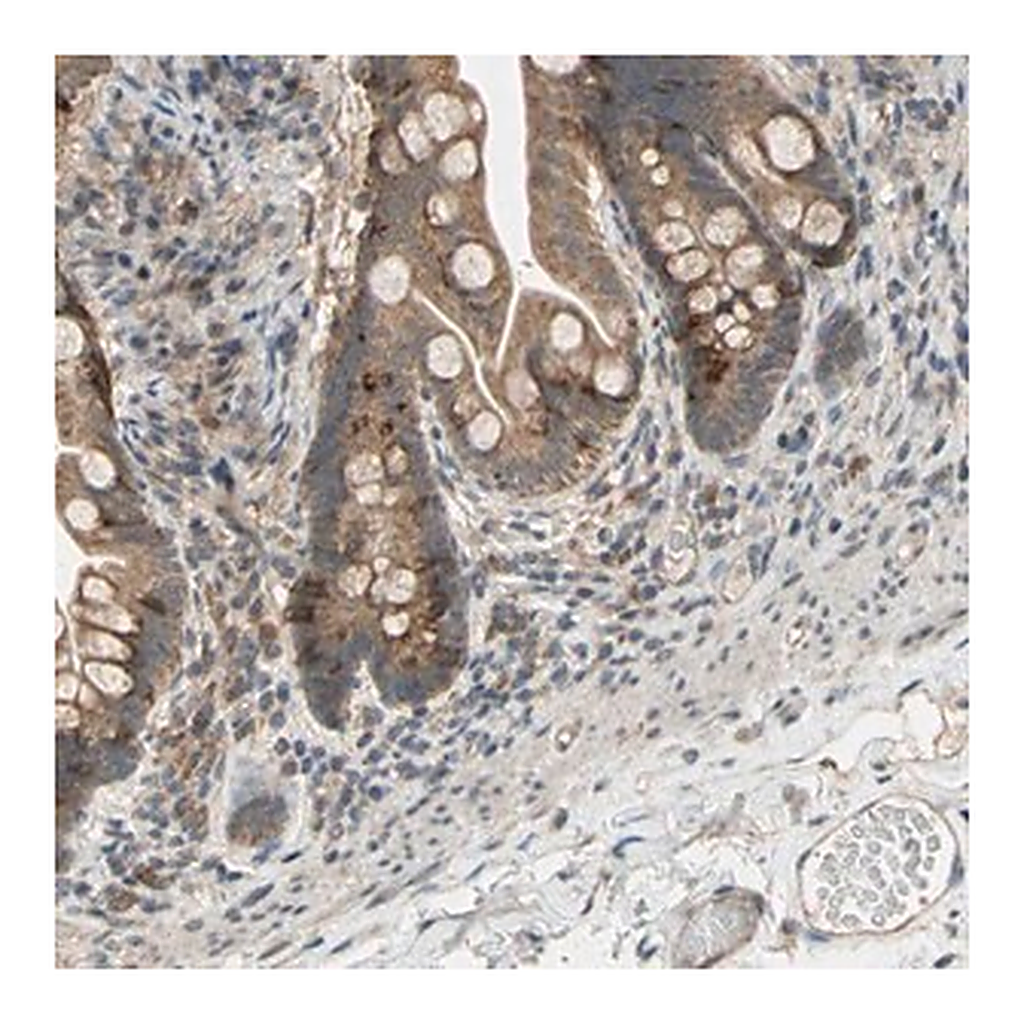 Merck Anti-CD164 antibody produced in rabbit