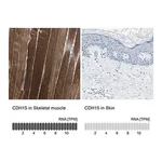 Merck Anti-CDH15 antibody produced in rabbit