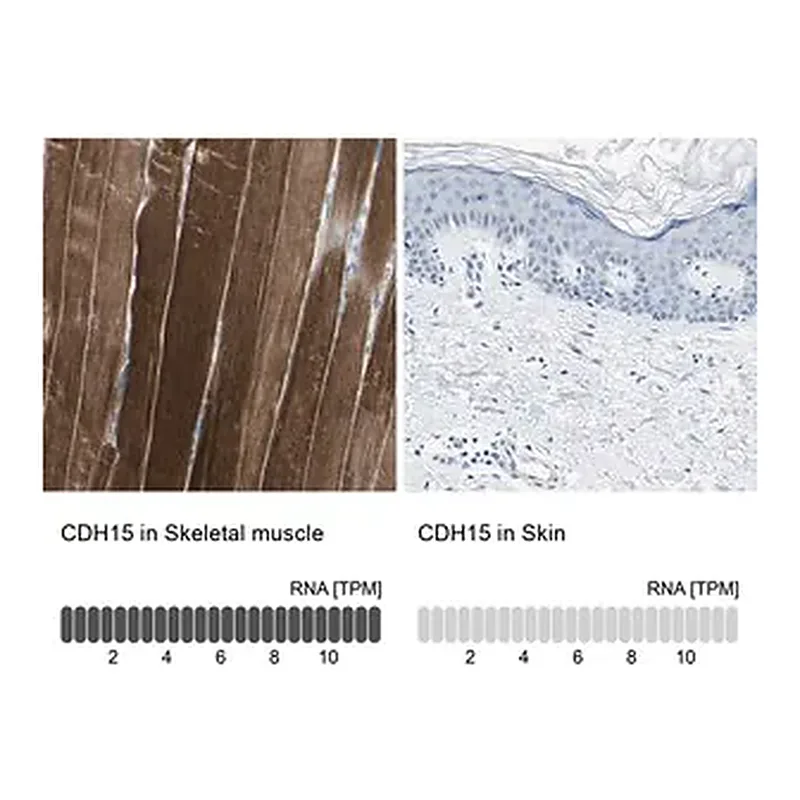 Merck Anti-CDH15 antibody produced in rabbit