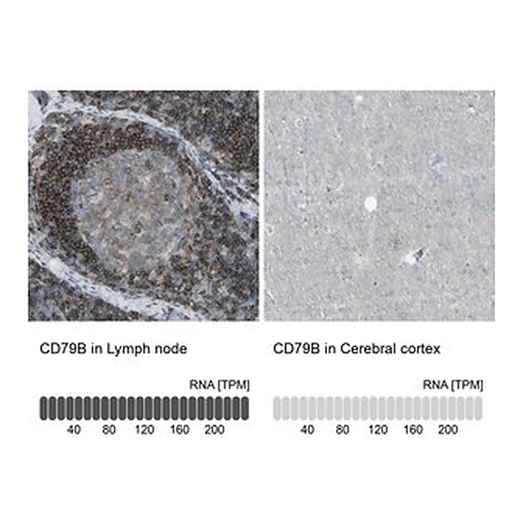 Merck Anti-CD79B antibody produced in rabbit