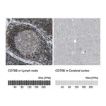 Merck Anti-CD79B antibody produced in rabbit