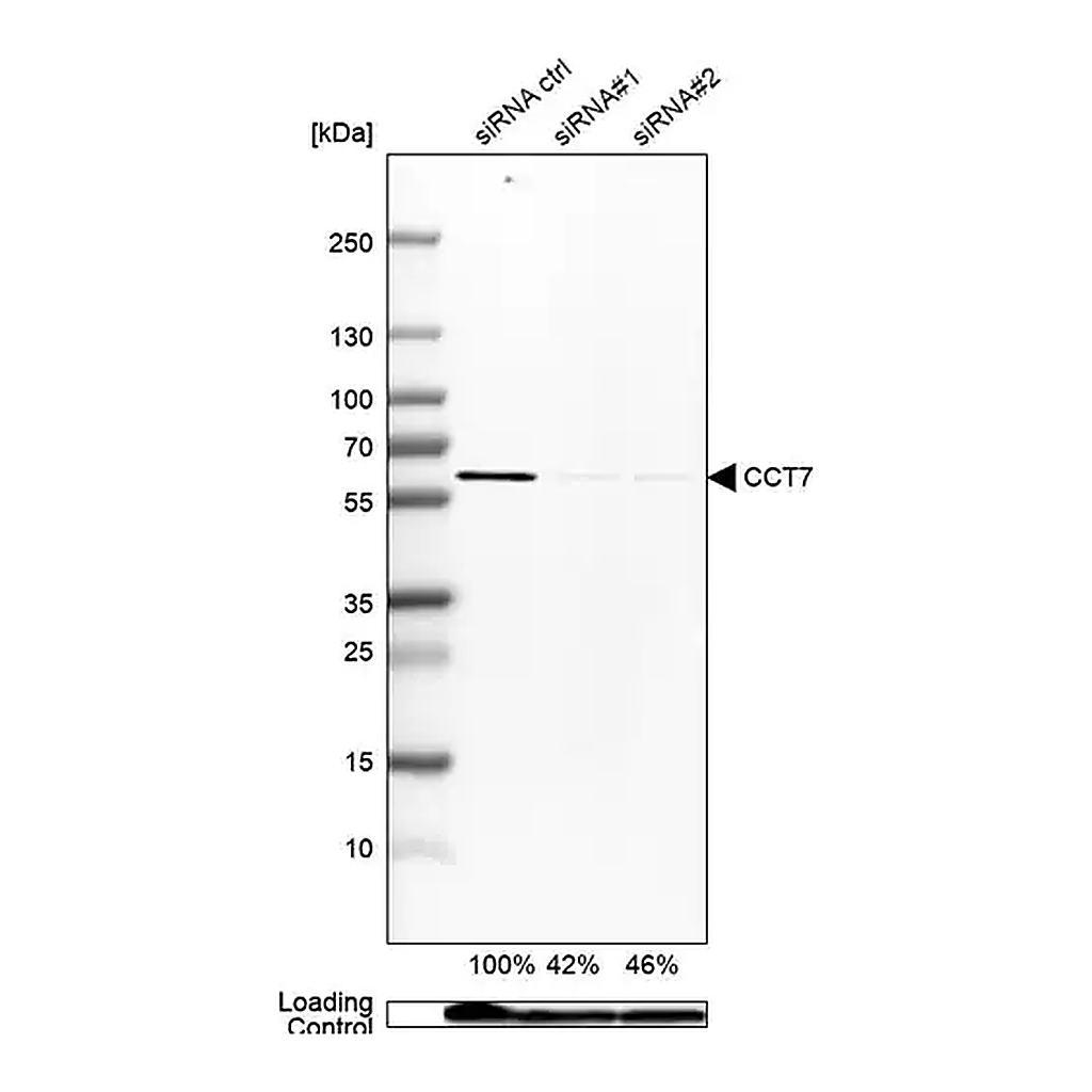 Merck Anti-CCT7 antibody produced in rabbit