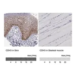 Merck Anti-CDH3 antibody produced in rabbit