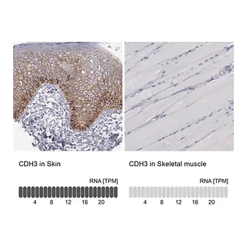 Merck Anti-CDH3 antibody produced in rabbit
