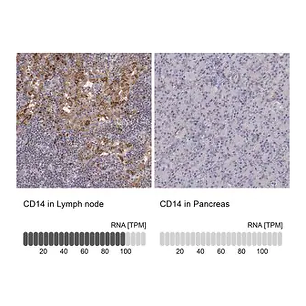 Merck Anti-CD14 antibody produced in rabbit