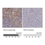 Merck Anti-CD14 antibody produced in rabbit