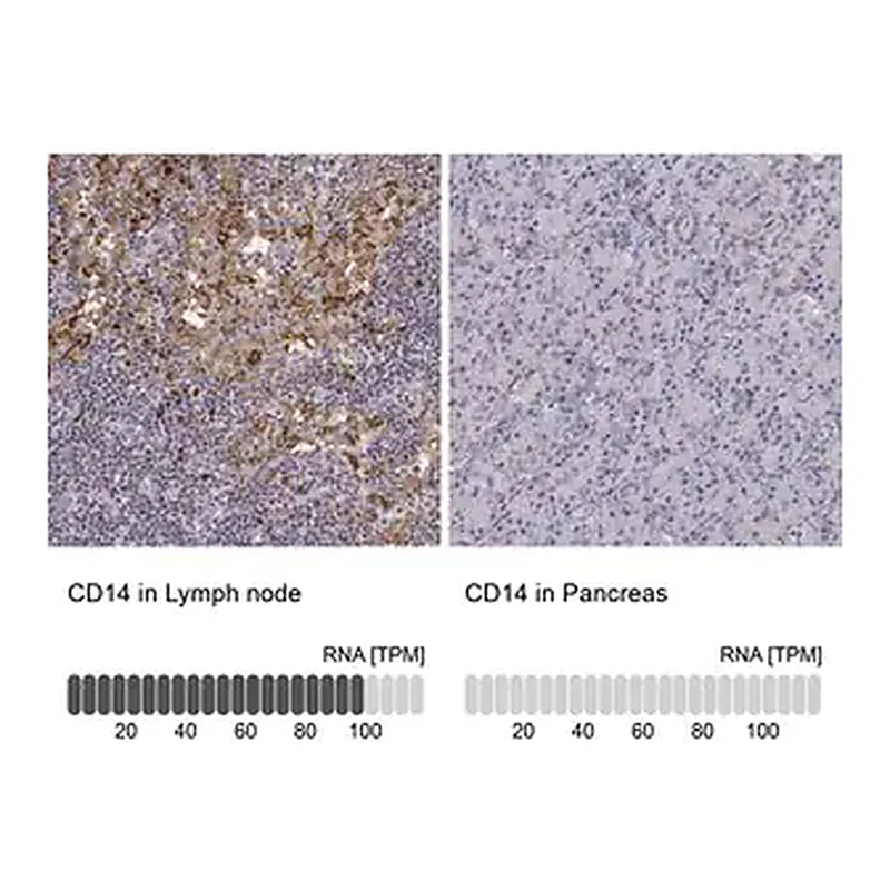 Merck Anti-CD14 antibody produced in rabbit