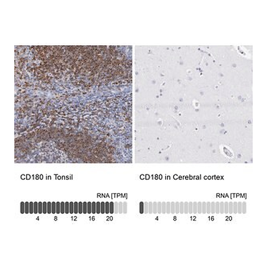 Merck Anti-CD180 antibody produced in rabbit