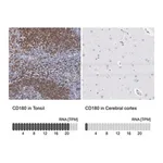 Merck Anti-CD180 antibody produced in rabbit