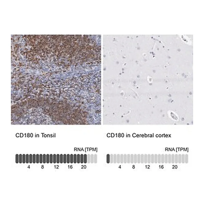 Merck Anti-CD180 antibody produced in rabbit