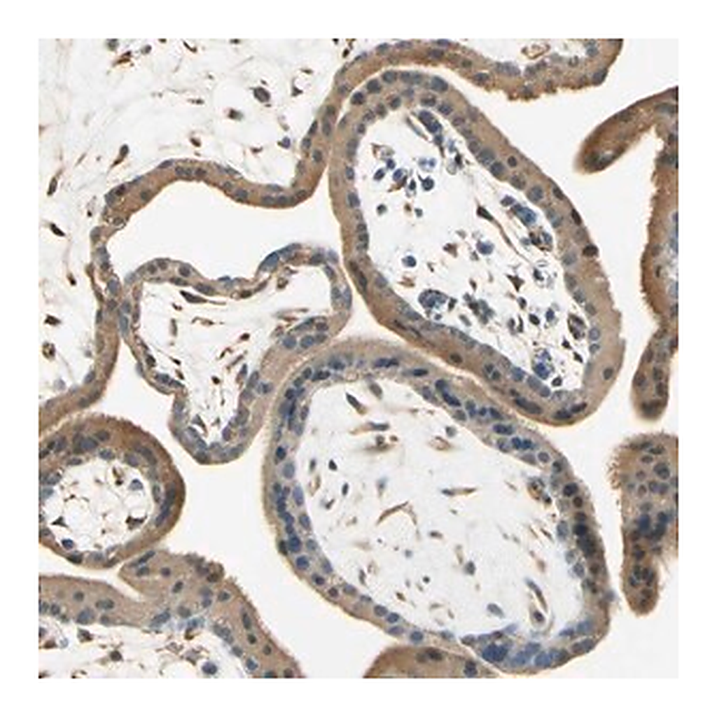 Merck Anti-IGDCC4 antibody produced in rabbit