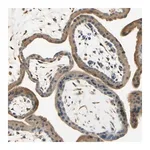 Merck Anti-IGDCC4 antibody produced in rabbit