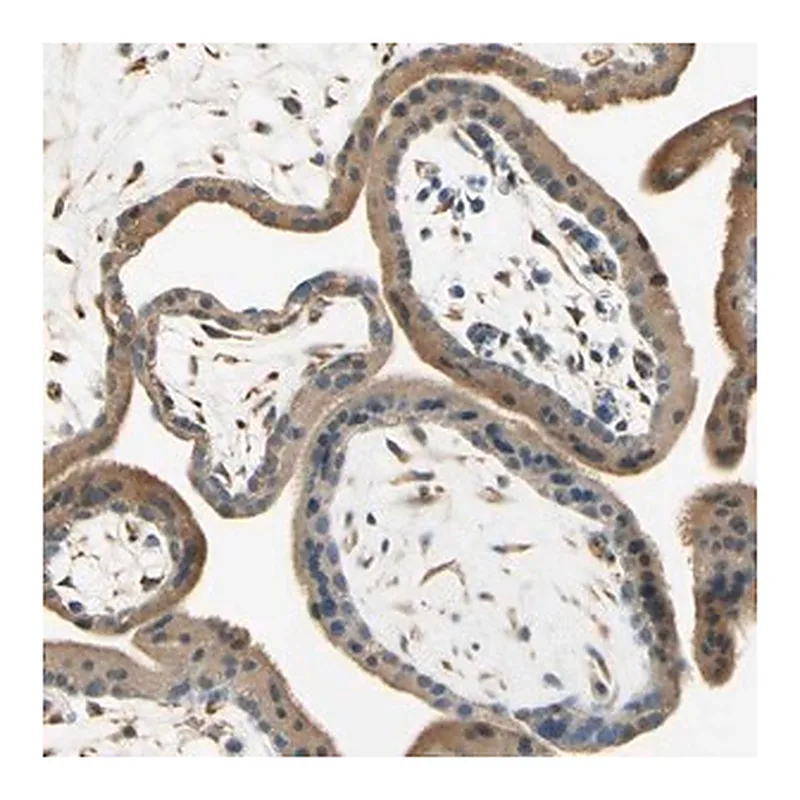 Merck Anti-IGDCC4 antibody produced in rabbit