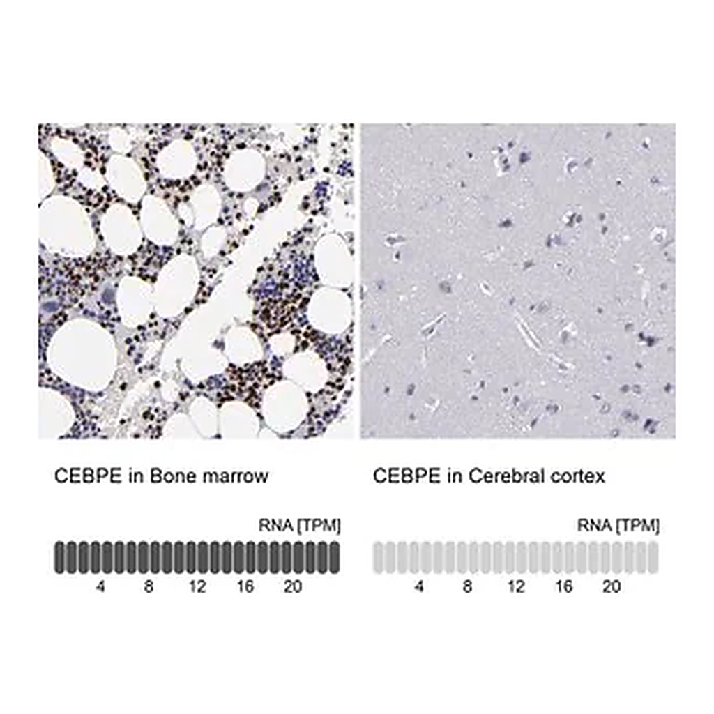 Merck Anti-CEBPE antibody produced in rabbit