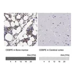 Merck Anti-CEBPE antibody produced in rabbit