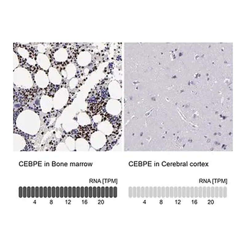 Merck Anti-CEBPE antibody produced in rabbit
