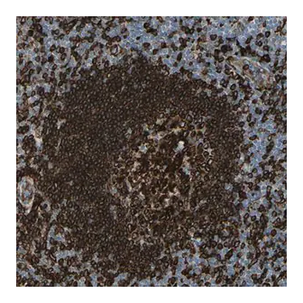 Merck Anti-CD74 antibody produced in rabbit