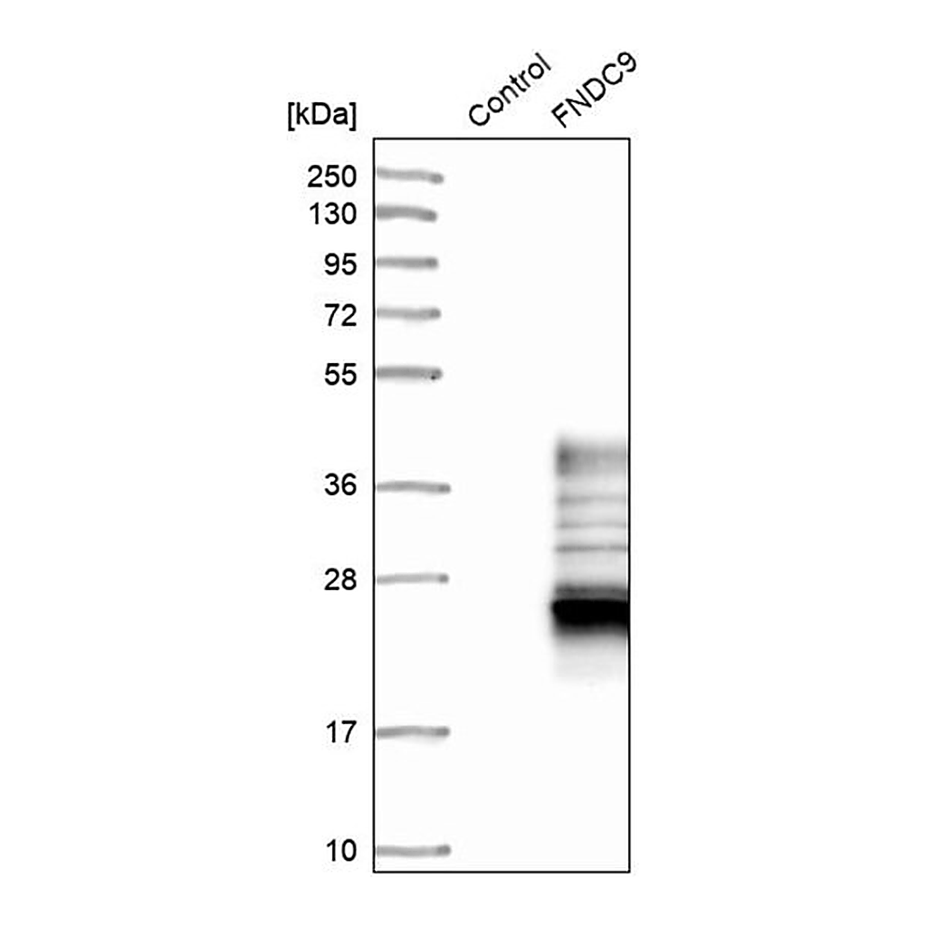 Merck Anti-FNDC9 antibody produced in rabbit