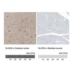 Merck Anti-NLGN3 antibody produced in rabbit